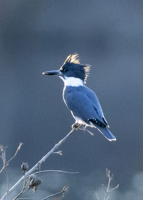 Belted Kingfisher