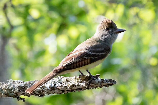 Great Crested Flycatcher