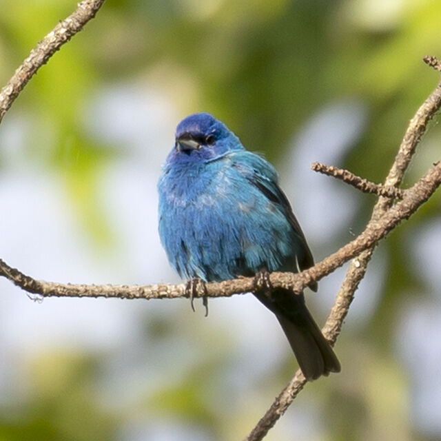 Indigo Bunting