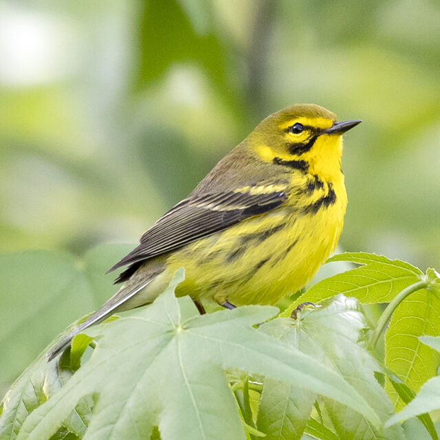 Prairie Warbler