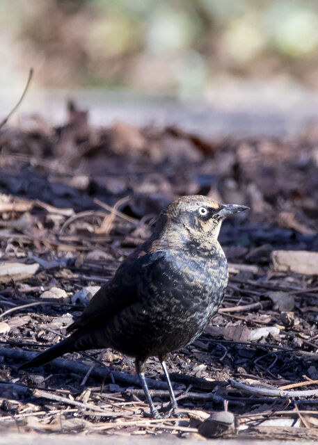 Rusty Blackbird