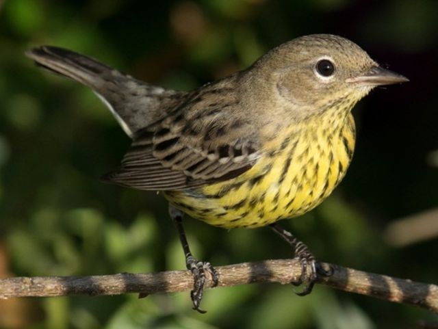 Kirtland's Warbler