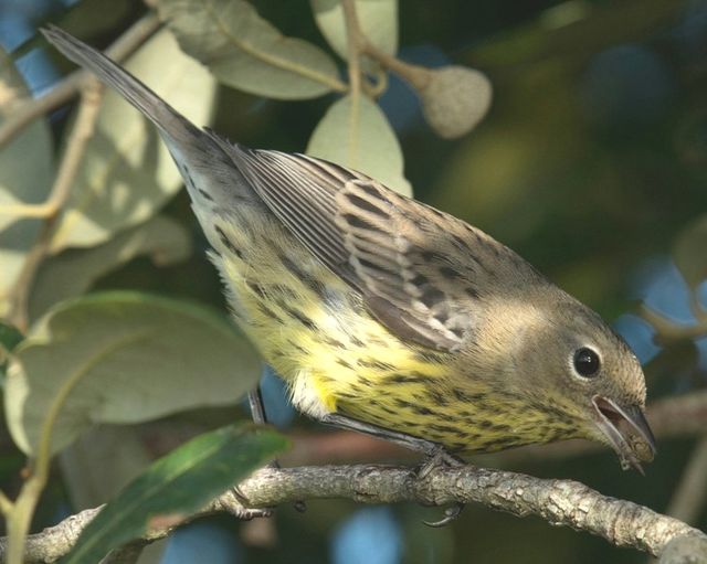 Kirtland's Warbler