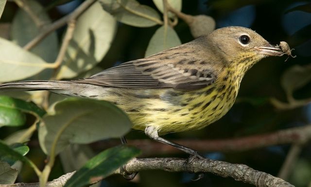 Kirtland's Warbler