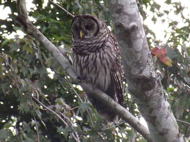 Barred Owl