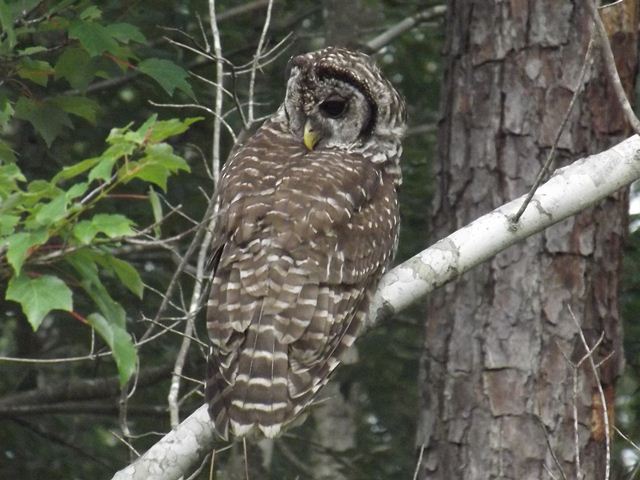 Barred Owl