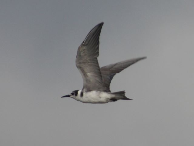 Black Tern