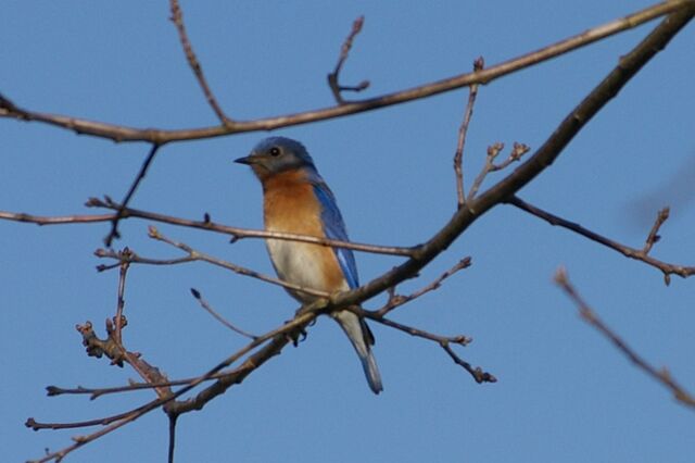 Eastern Bluebird