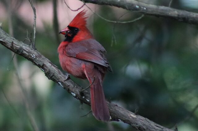 Northern Cardinal