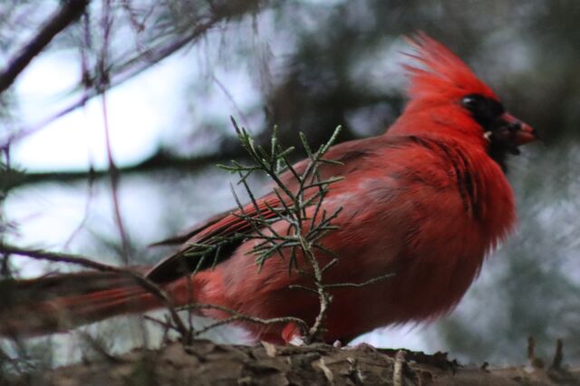 Northern Cardinal