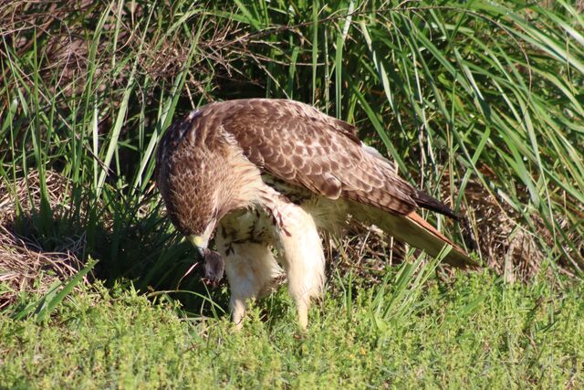 Red-tailed Hawk