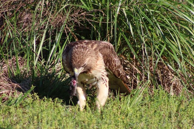 Red-tailed Hawk