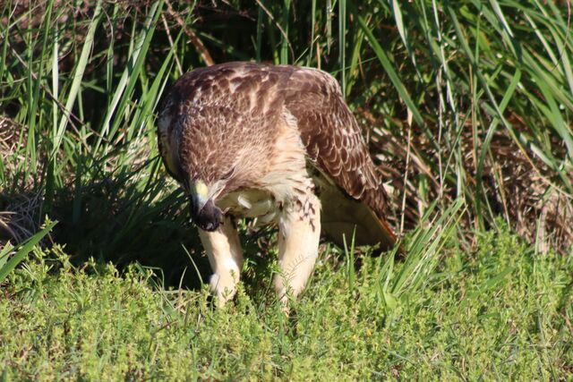 Red-tailed Hawk