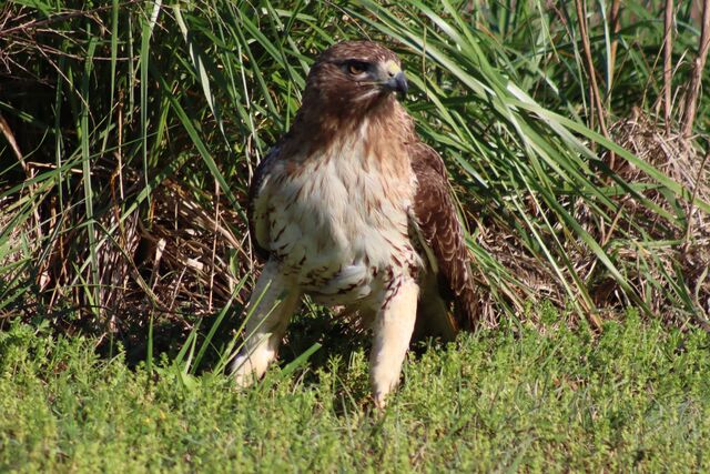 Red-tailed Hawk