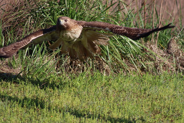 Red-tailed Hawk