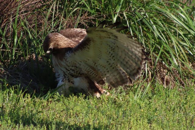 Red-tailed Hawk