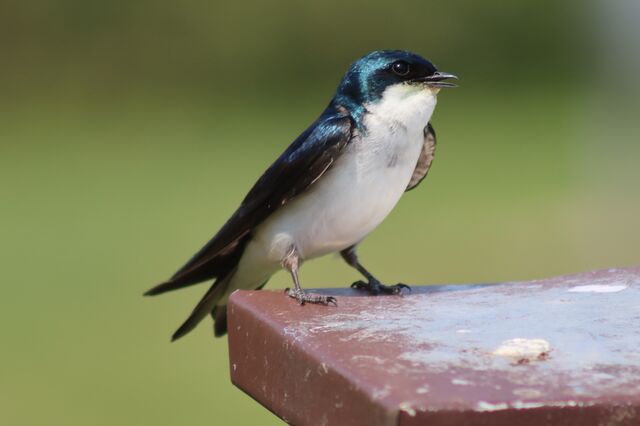 Tree Swallow