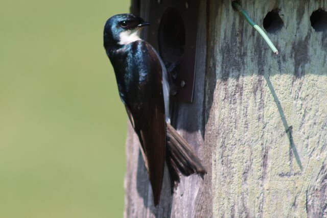 Tree Swallow