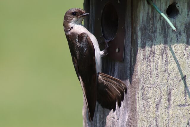 Tree Swallow