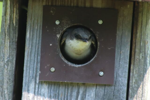 Tree Swallow