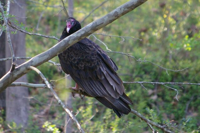 Turkey Vulture