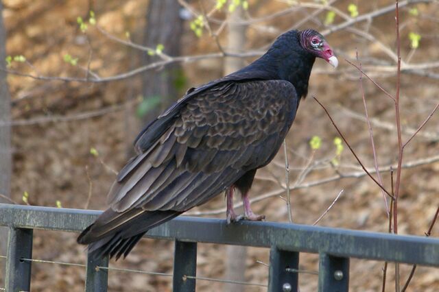 Turkey Vulture