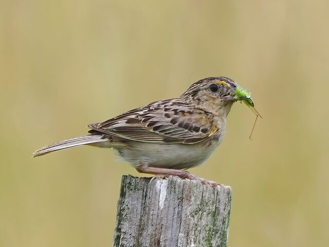 Grasshopper Sparrow