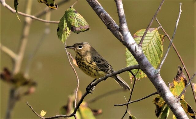 Kirtland's Warbler