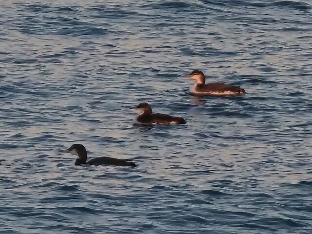 Pacific Loon