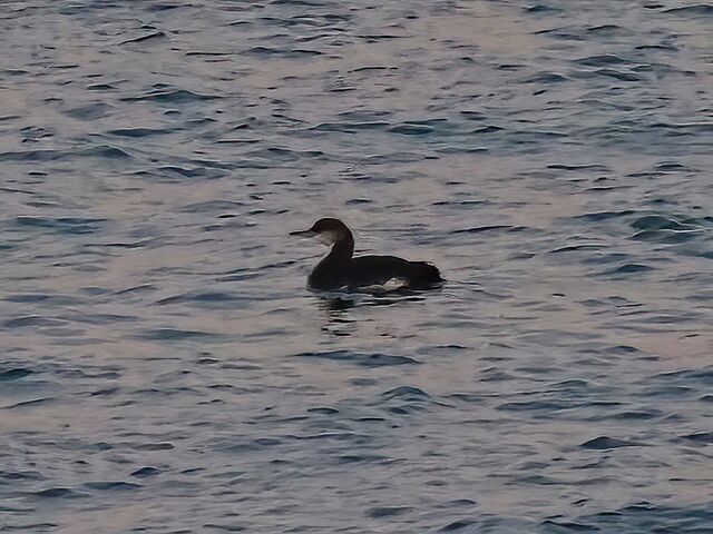 Pacific Loon