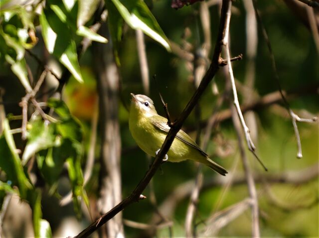 Philadelphia Vireo