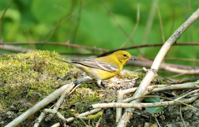 Pine Warbler