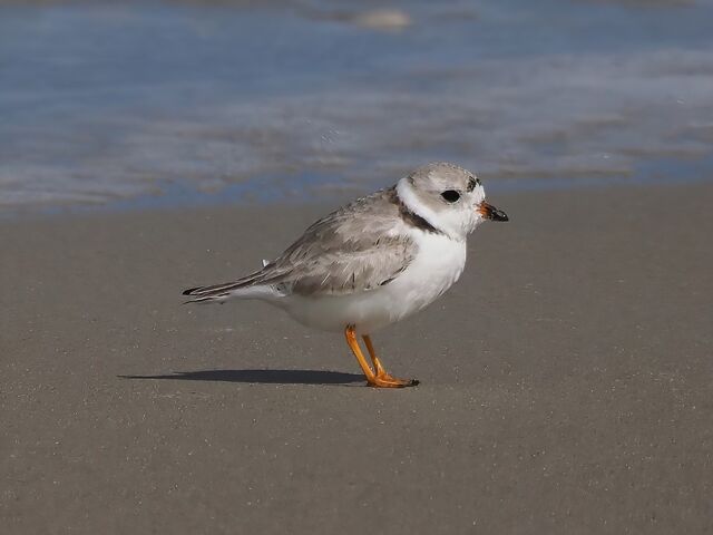 Piping Plover