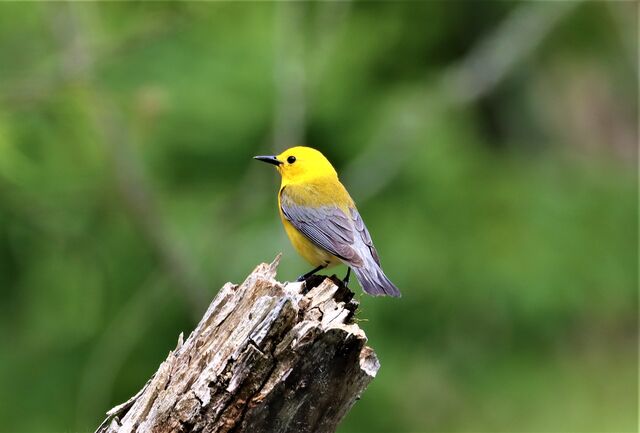 Prothonotary Warbler