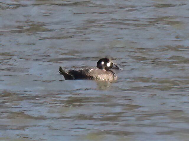 Surf Scoter