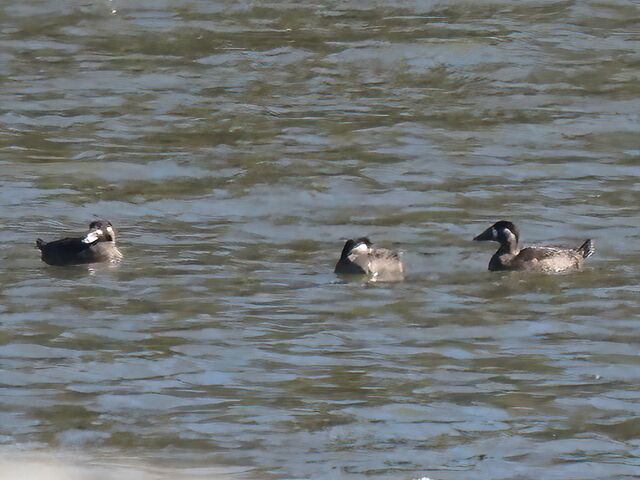 Surf Scoter