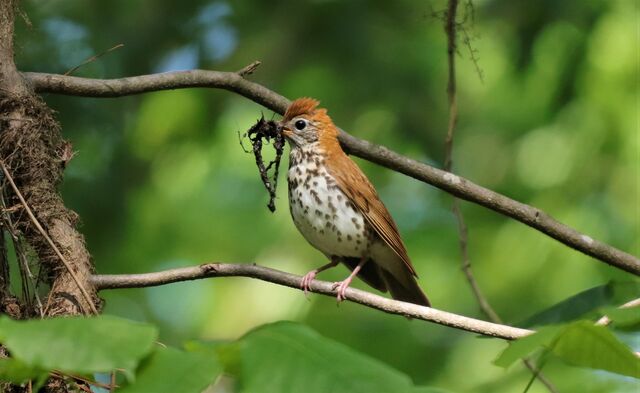 Wood Thrush