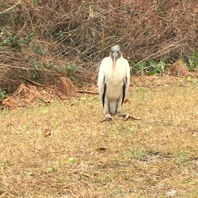 Wood Stork