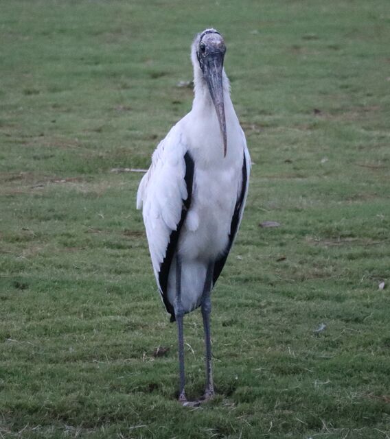 Wood Stork