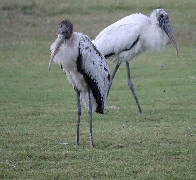 Wood Stork