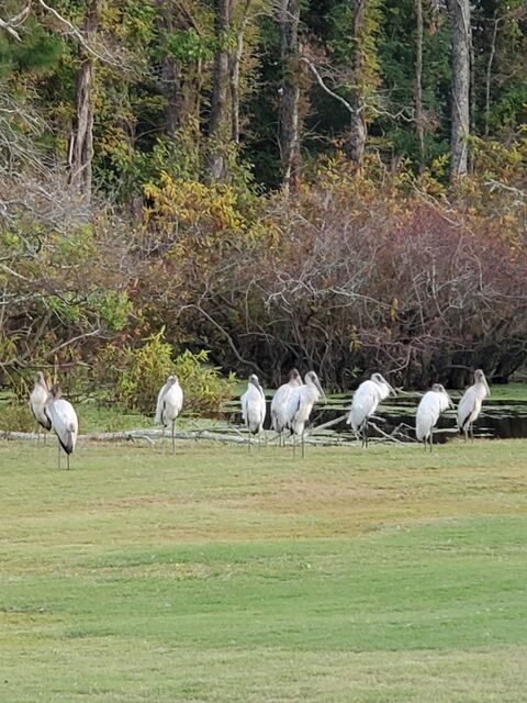 Wood Stork