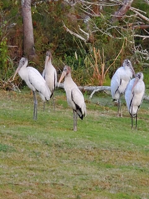 Wood Stork