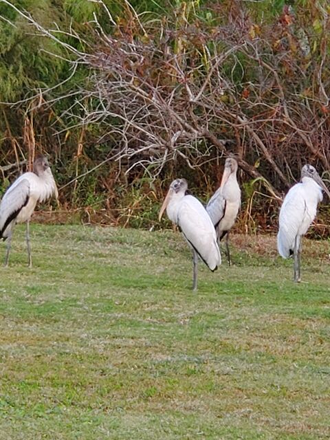 Wood Stork