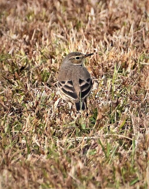 American Pipit