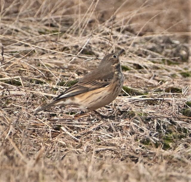 American Pipit