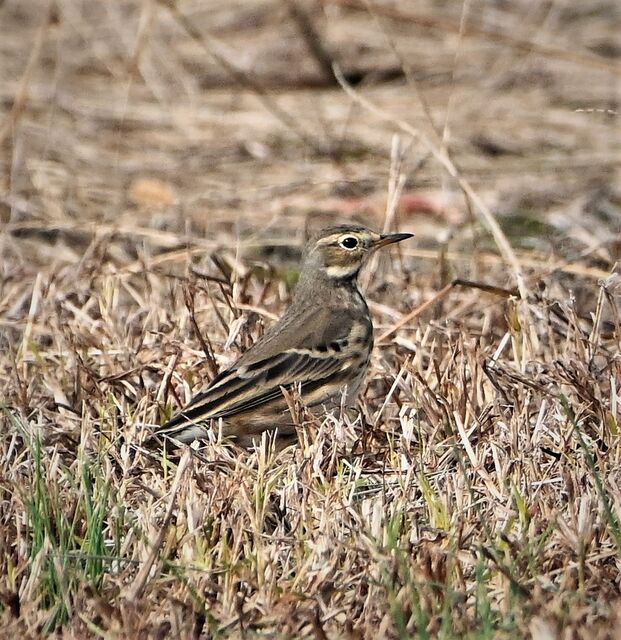 American Pipit