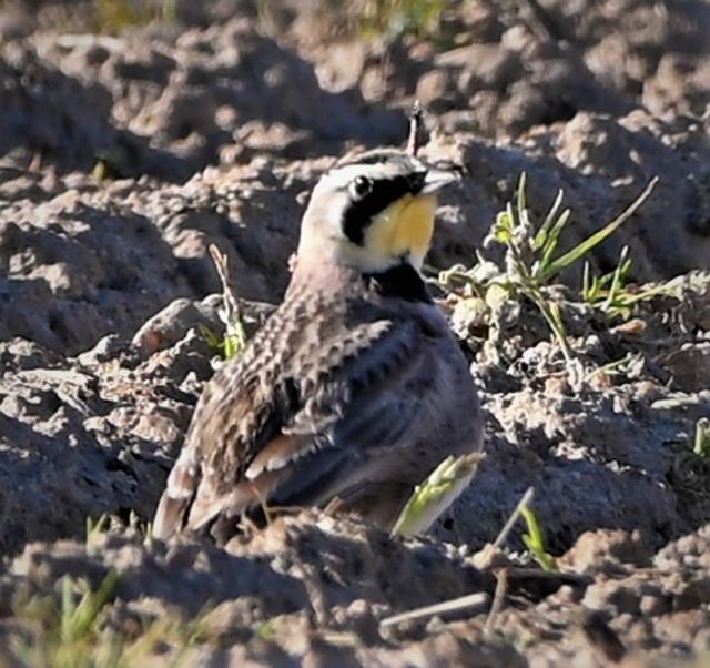 Horned Lark