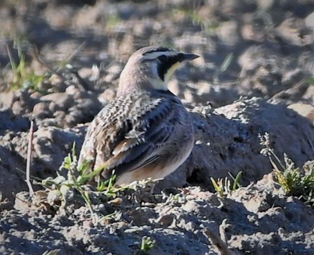 Horned Lark