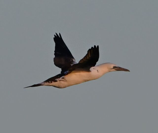 Northern Gannet