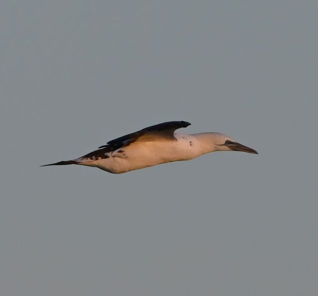 Northern Gannet